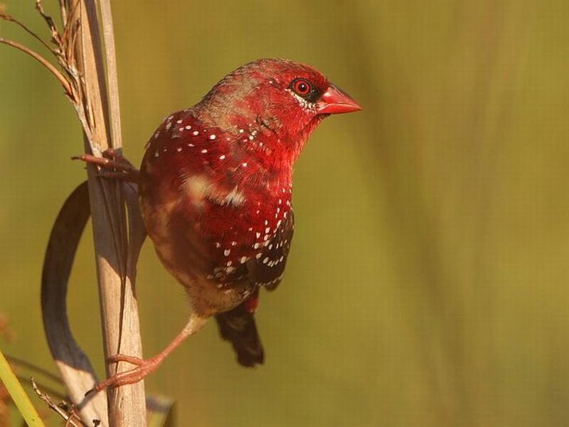 Red Bird with White Spots