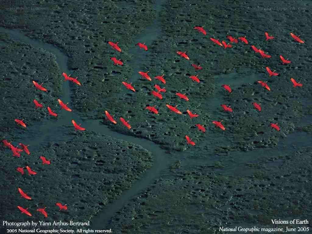Red birds flying over wetlands