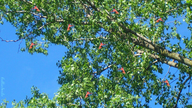 Red Birds in Tree