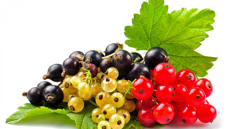 Red Black and White Currants — Green, Fresh