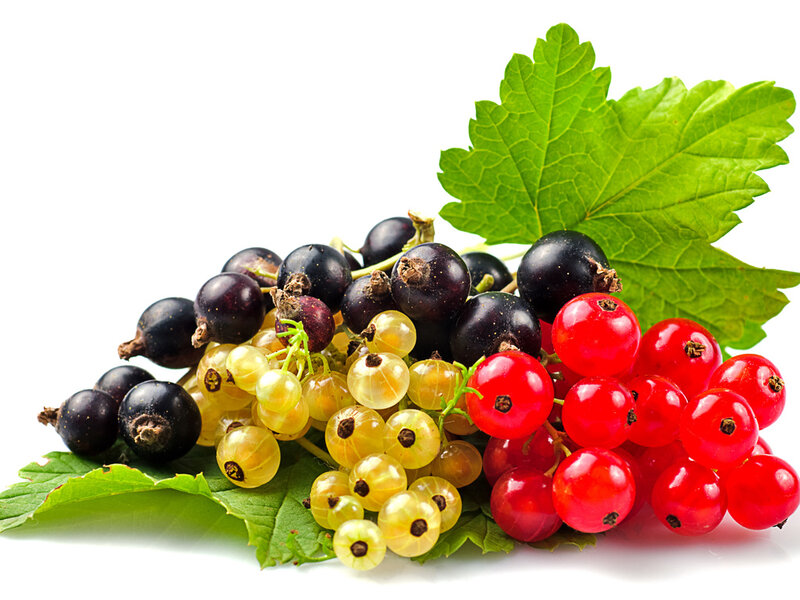 Red Black and White Currants