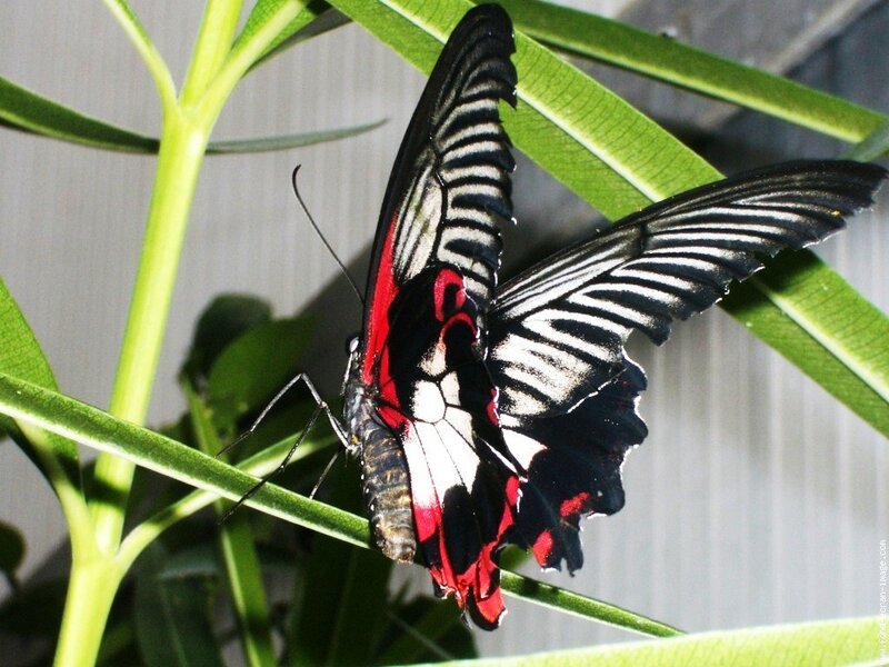 Red Black Butterfly
