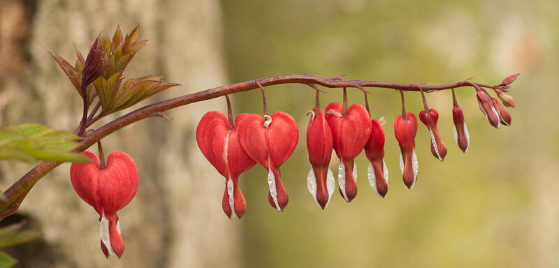 Red Bleeding Heart Flowers