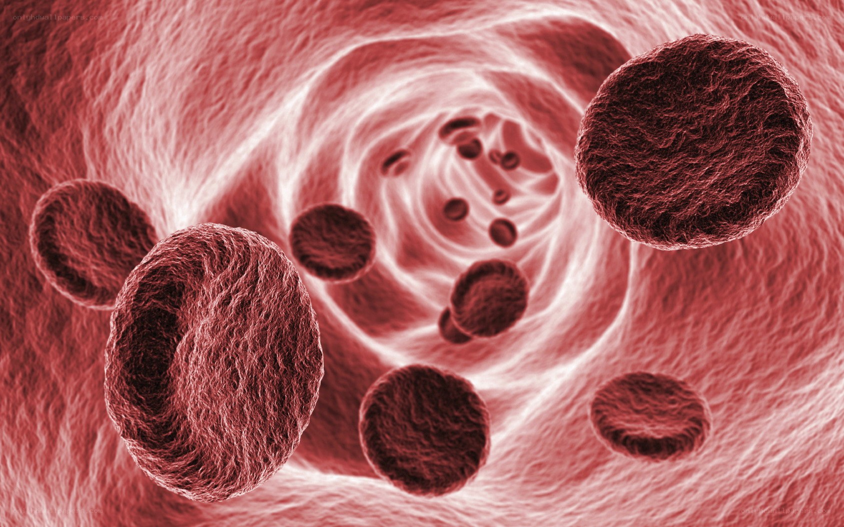 Red blood cells in a vessel