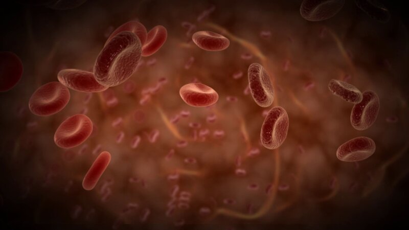 red blood cells in bloodstream