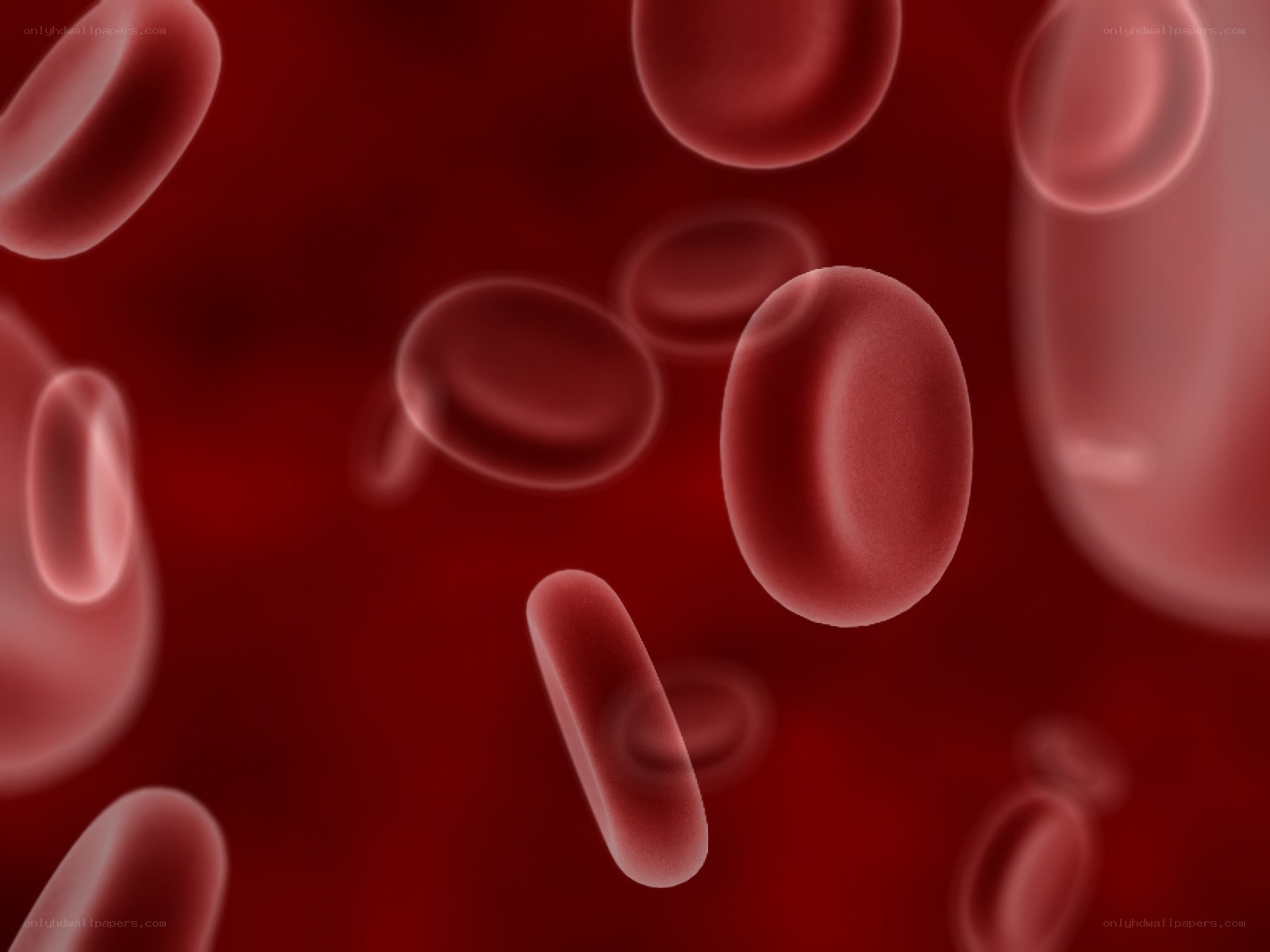 Red blood cells in circulation