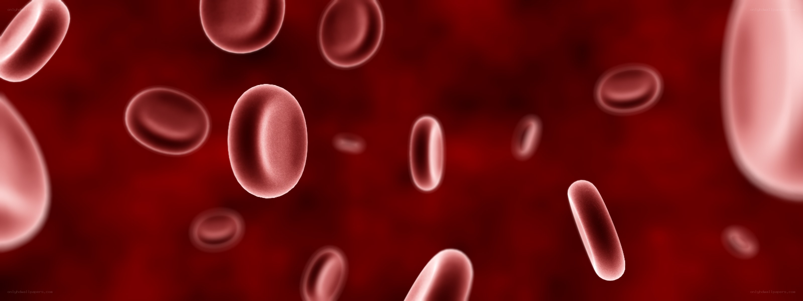 red blood cells in circulation