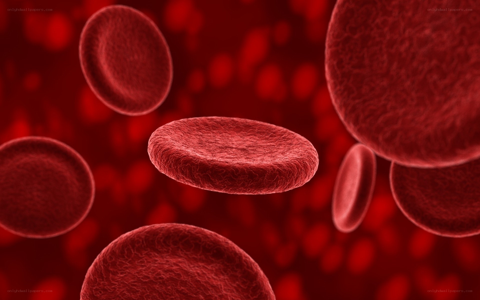 red blood cells in circulation
