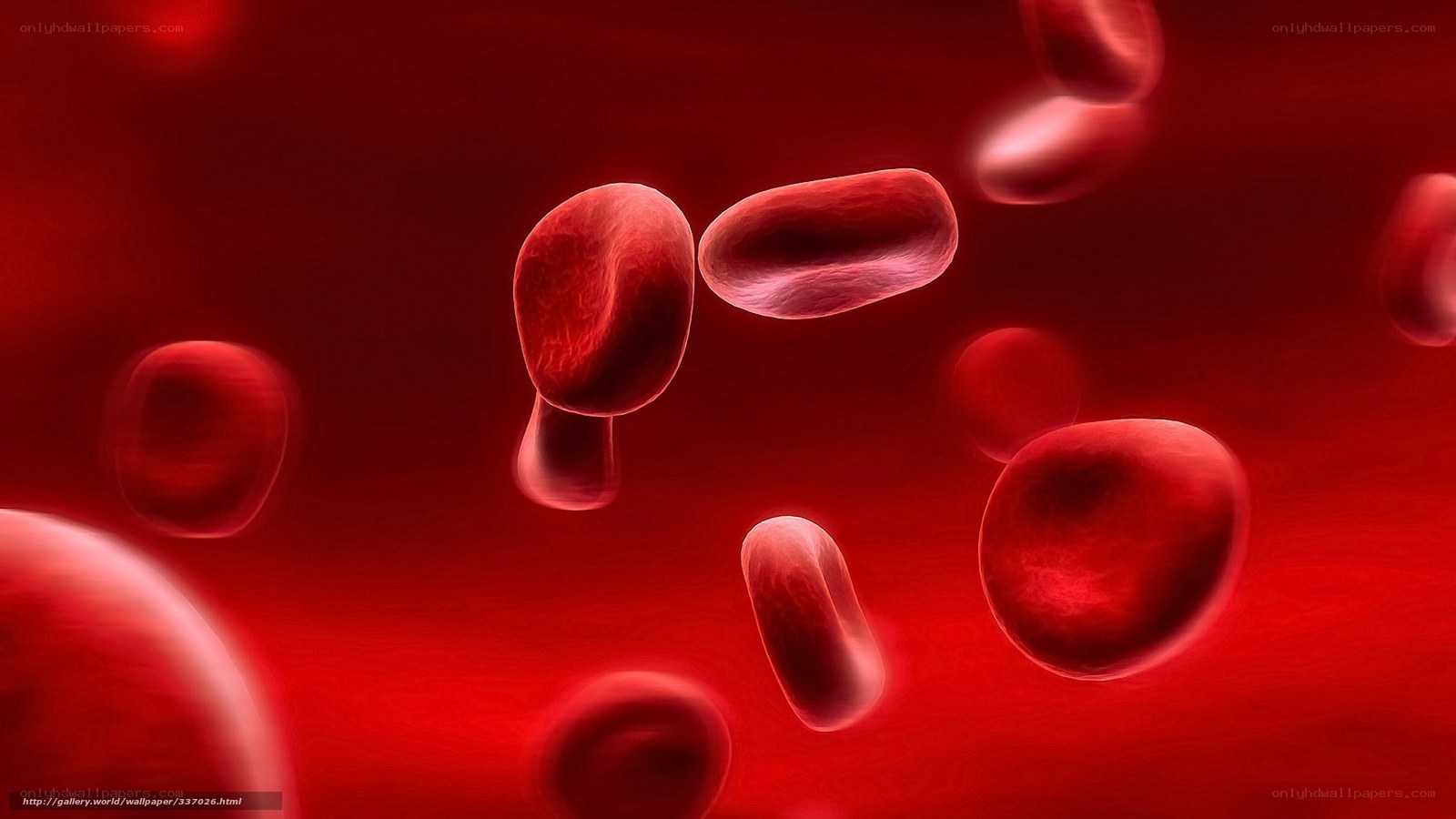 Red blood cells in circulation