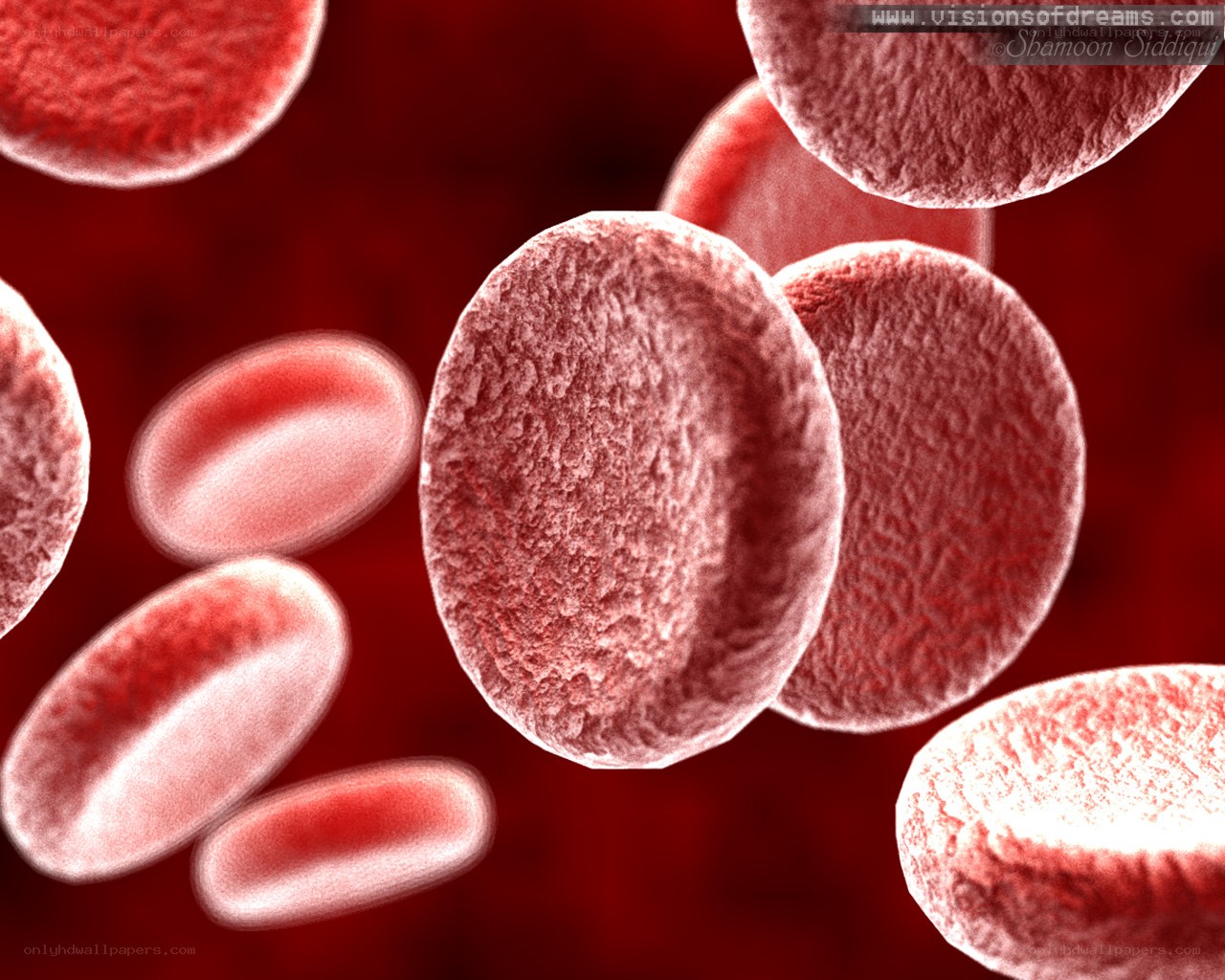 Red blood cells in circulation