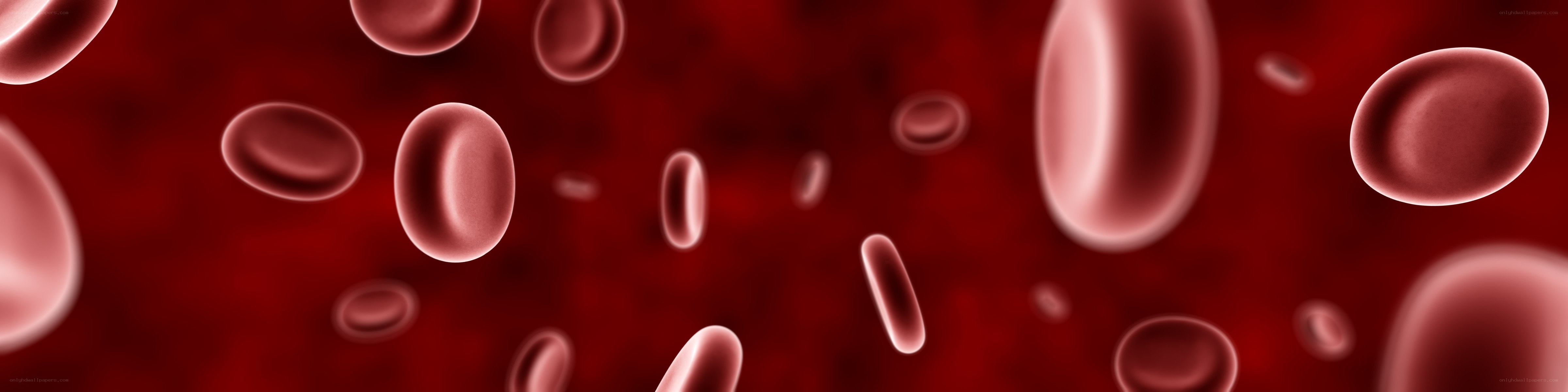 red blood cells in circulation