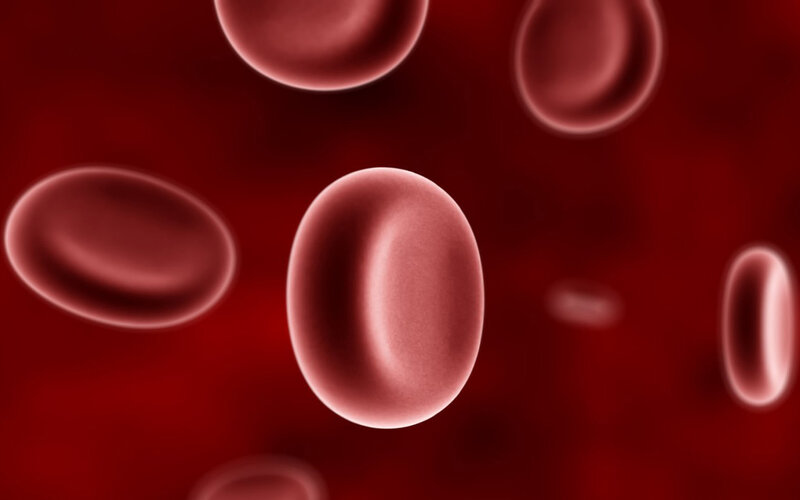 red blood cells in circulation