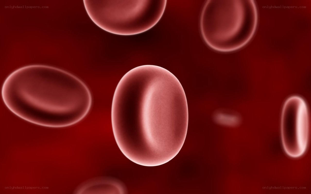 red blood cells in circulation