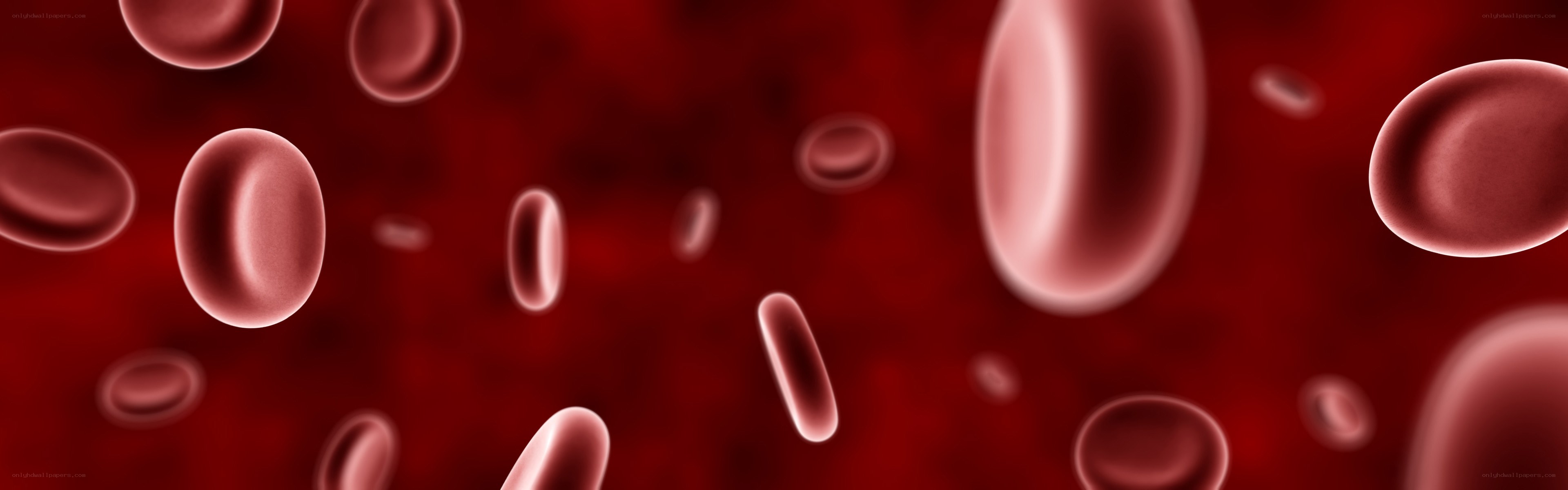 red blood cells in circulation