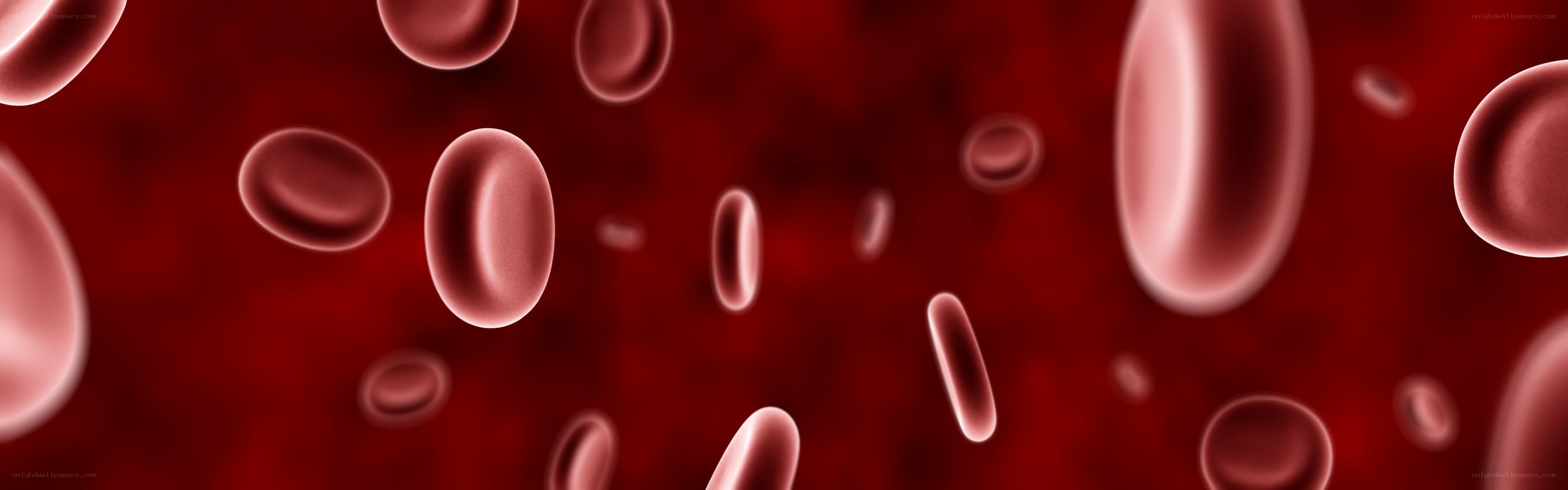 red blood cells in circulation