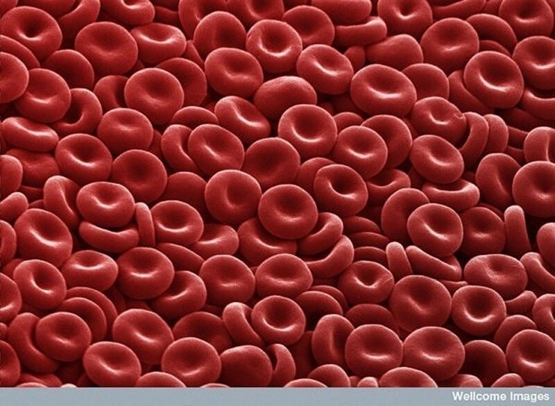 Red blood cells under microscope