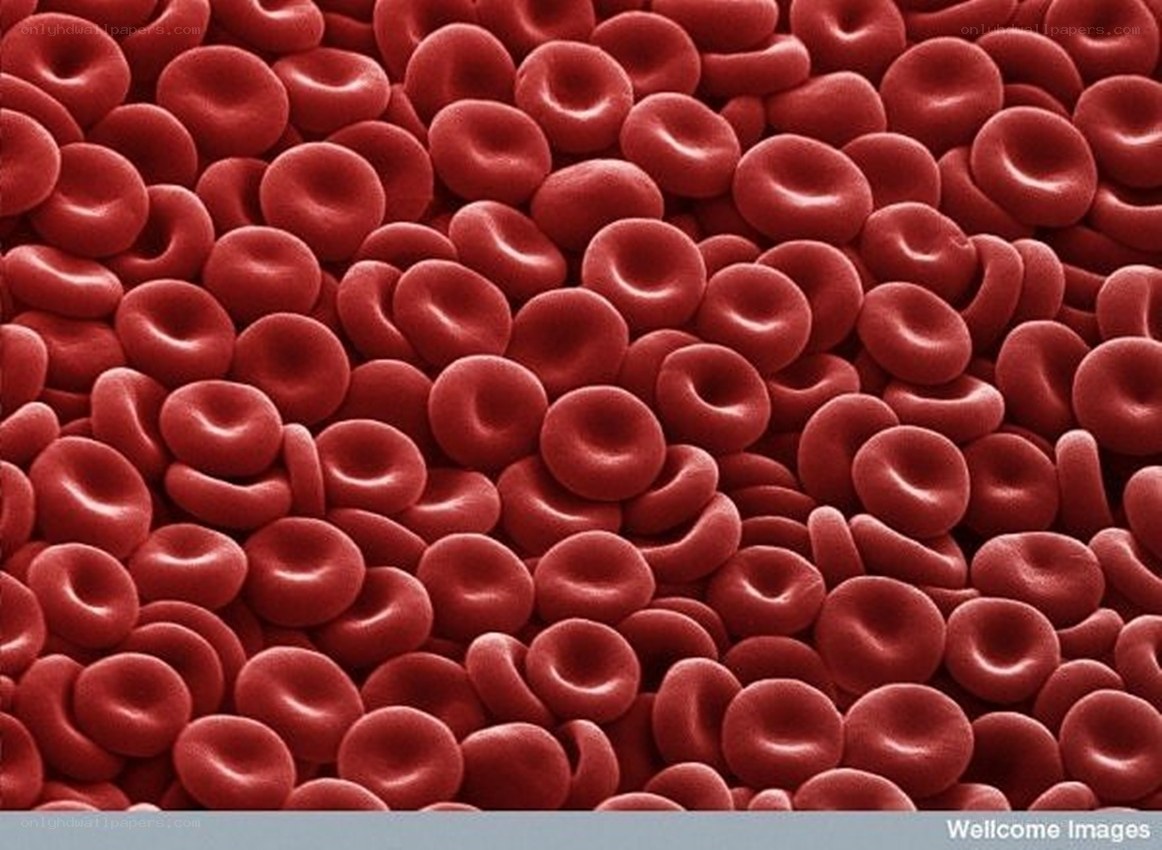 Red blood cells under microscope