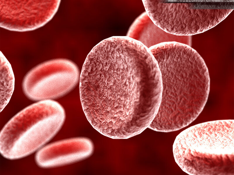 Red blood cells under microscope