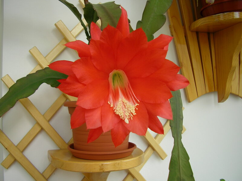 Red Blooming Cactus Flower