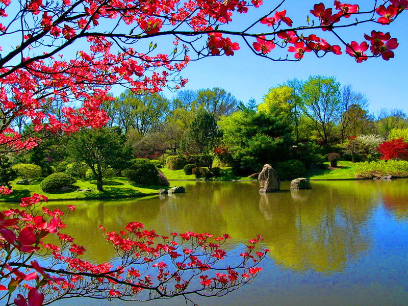 Red-blossomed Tree by Pond