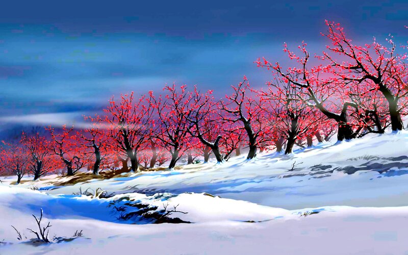 Red-blossomed Trees in Snow