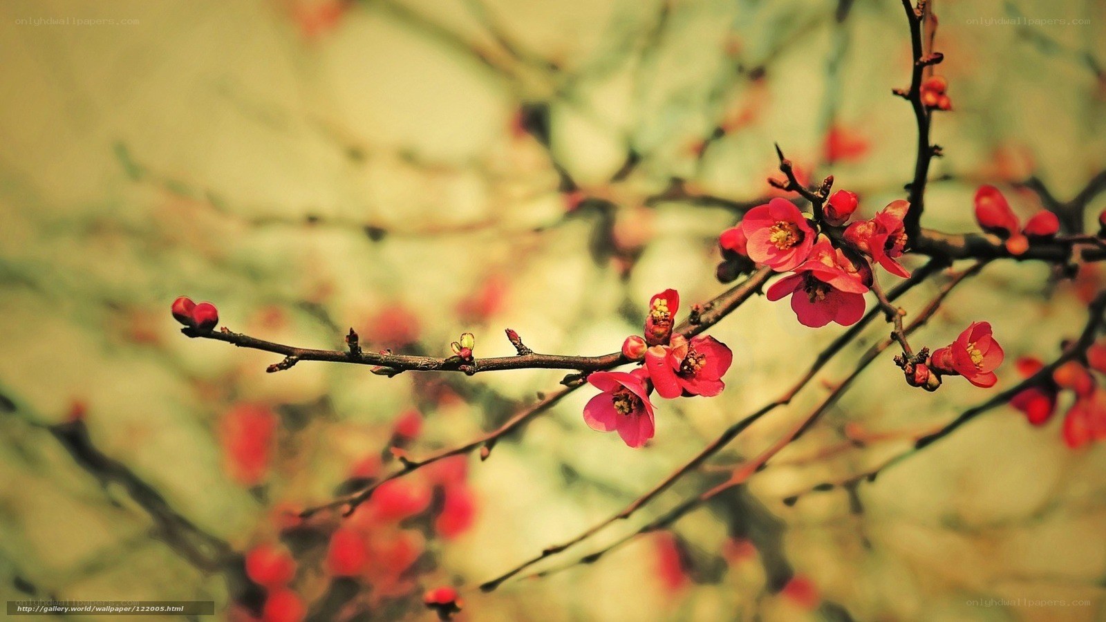 Red blossoms on a branch