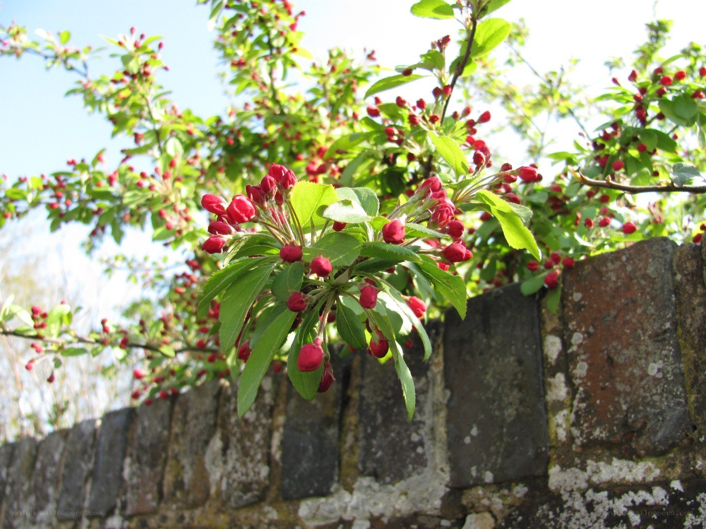 Red blossoms on a tree branch