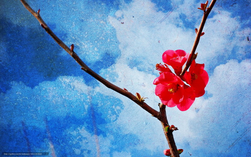 Red Blossoms on Branch — Blue