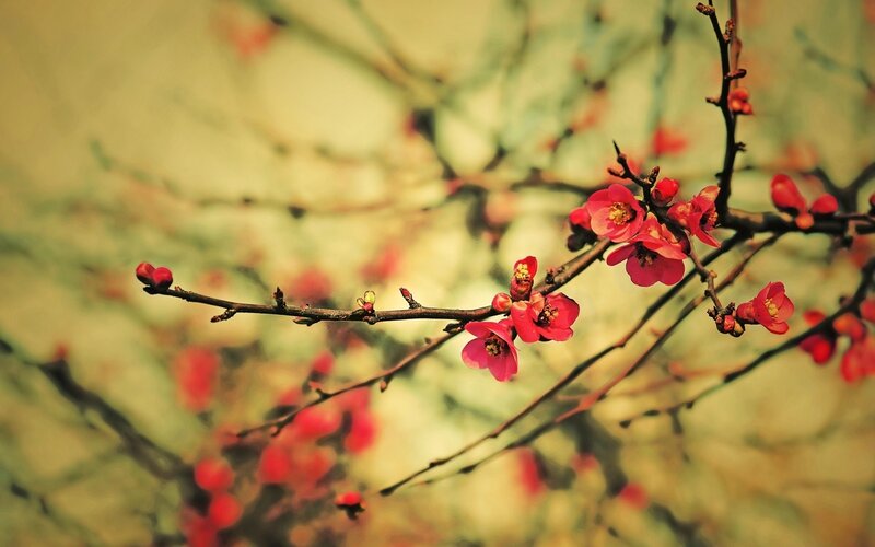 Red Blossoms on Branch — Calm