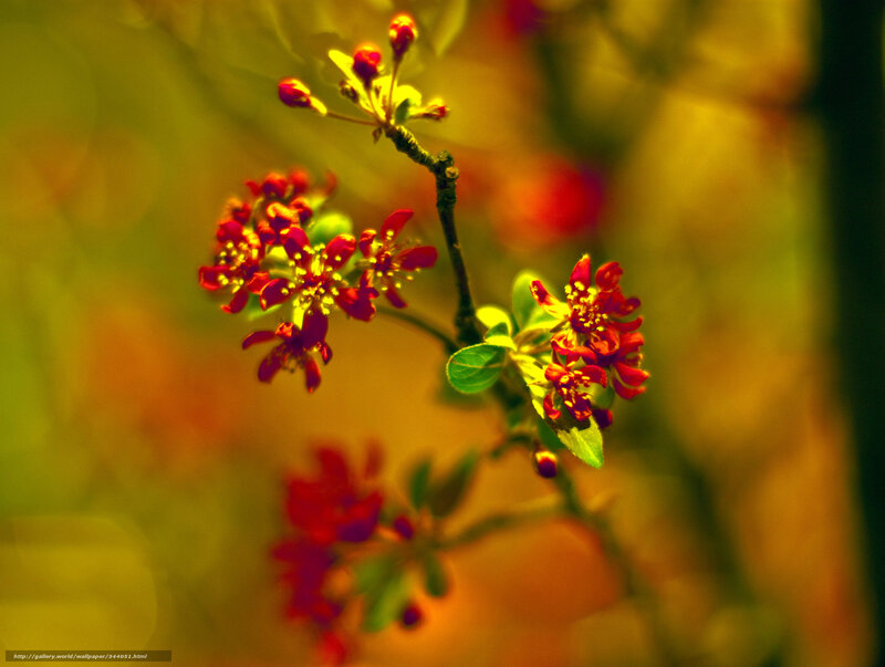 Red Blossoms on Branch — Serene, Spring, Photograph, Leaves