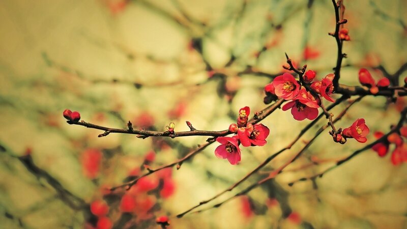 Red Blossoms on Branch — Serene, Spring, Photograph