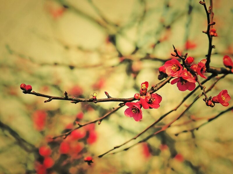 Red Blossoms on Branch — Serene