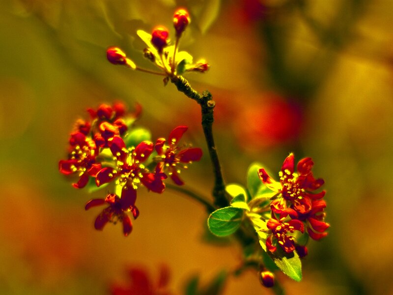 Red Blossoms on Branch