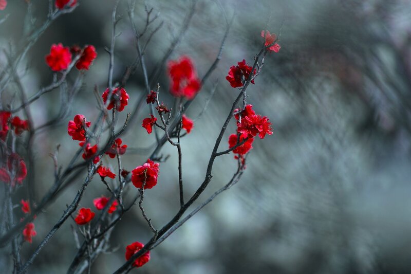 Red Blossoms on Branches — Serene