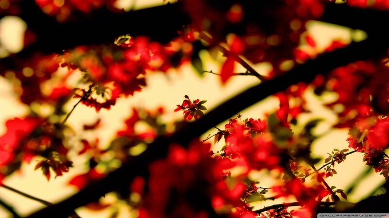 Red Blossoms on Branches