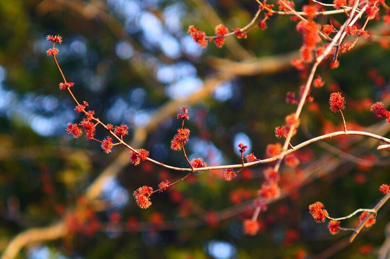 Red Blossoms on Tree Branch