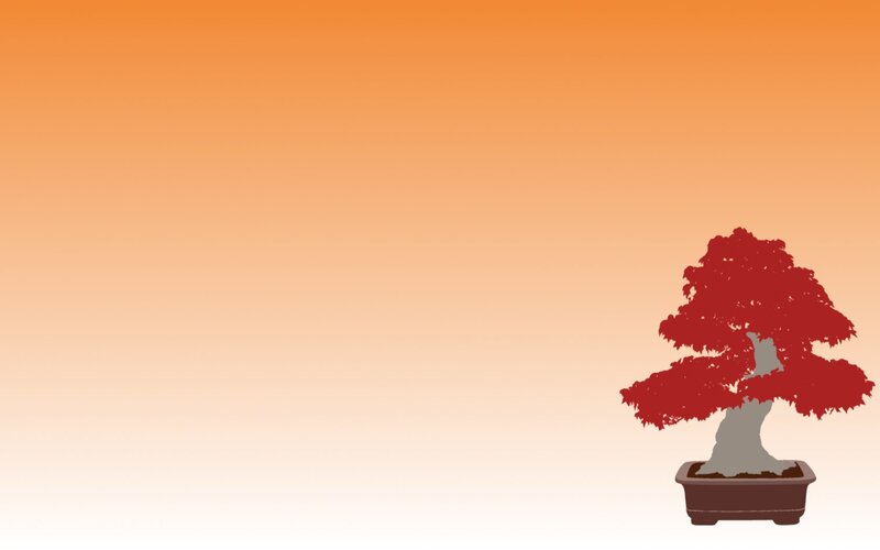 red bonsai tree at sunset
