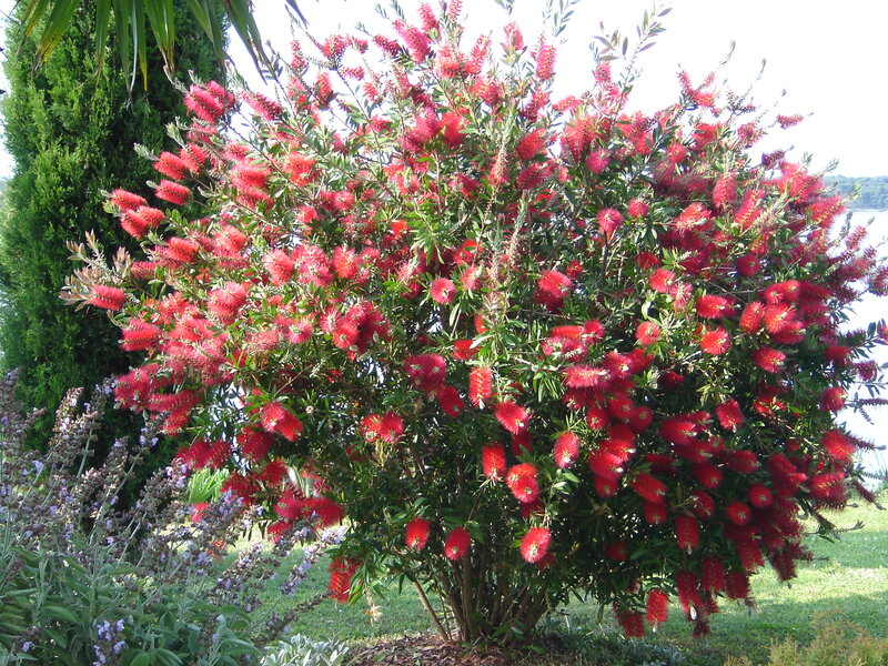 Red Bottlebrush Bush