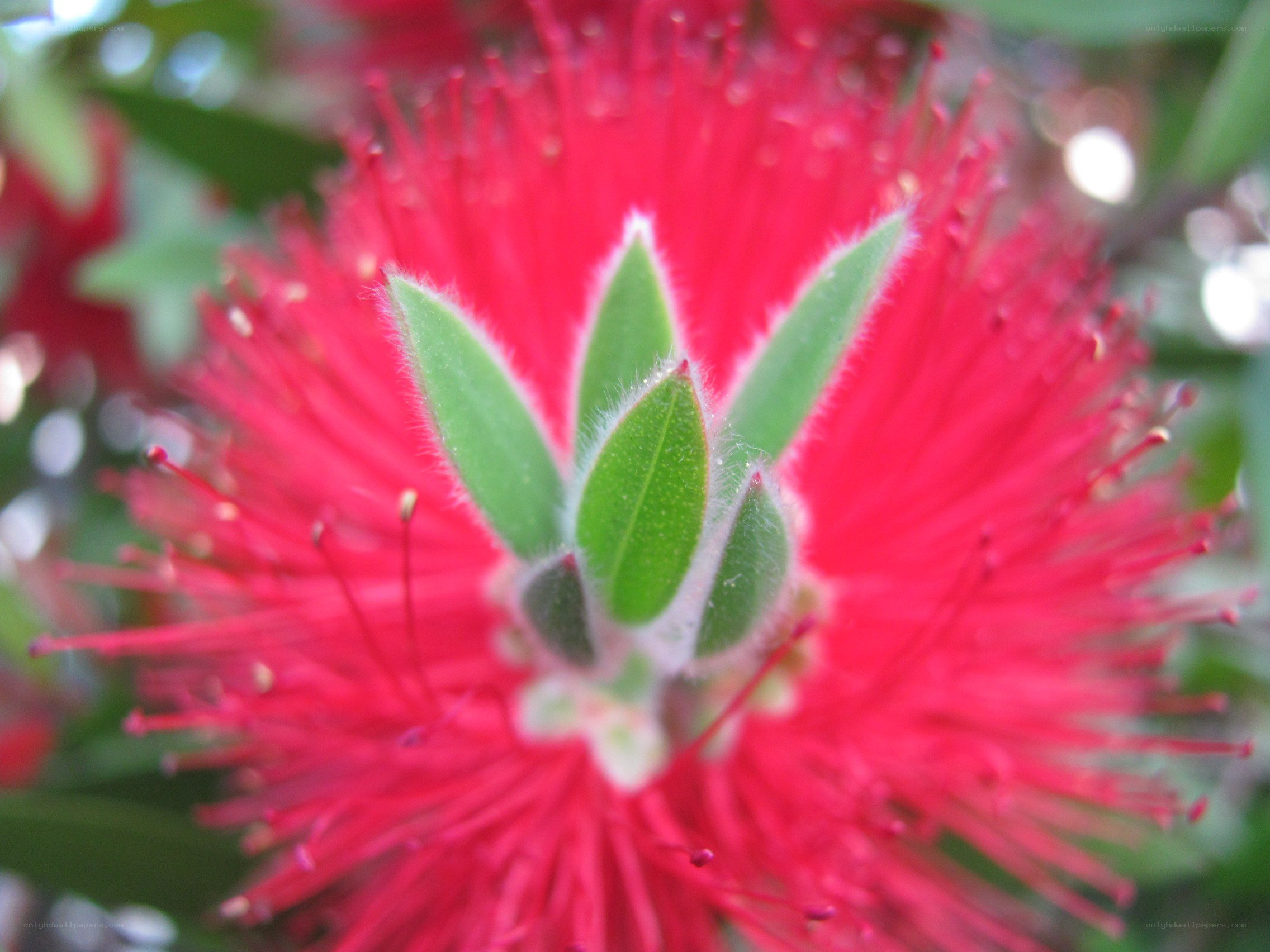 red bottlebrush flower