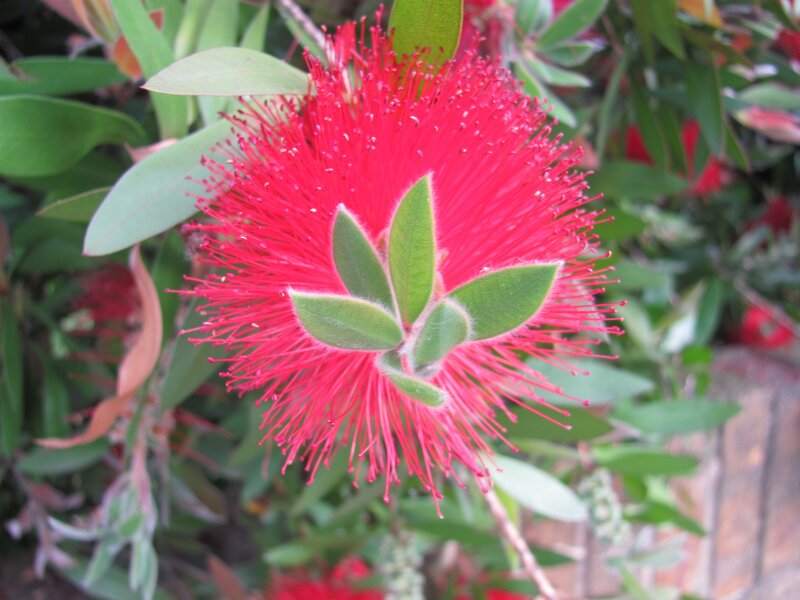 Red bottlebrush flower