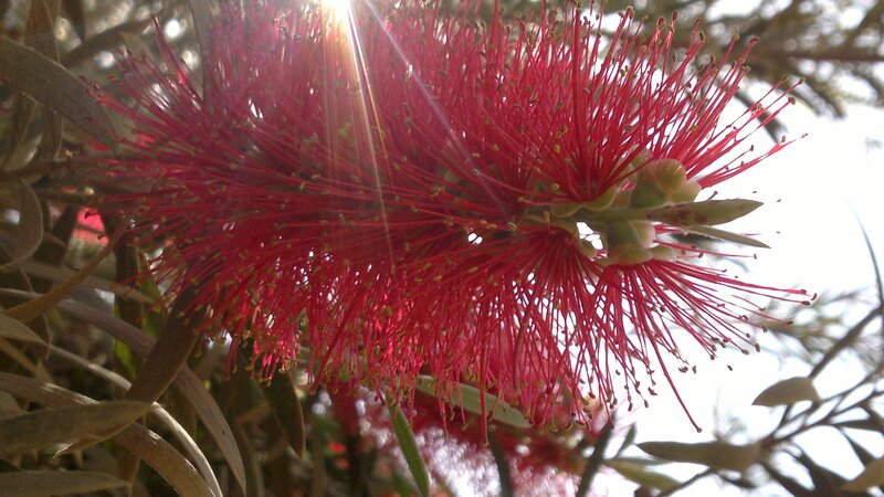 Red Bottlebrush Flower — Bright, Afternoon, Photograph