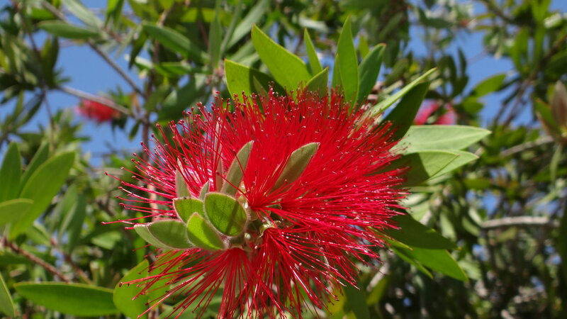 Red Bottlebrush Flower — Bright, Afternoon