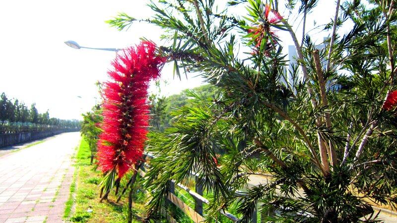 Red Bottlebrush Flower — Bright