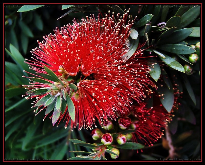 red bottlebrush flower close-up