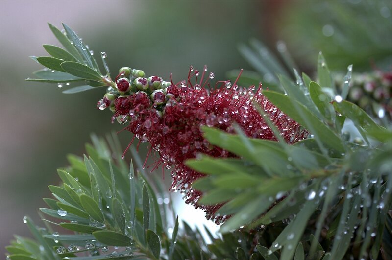Red Bottlebrush Flower — Damp