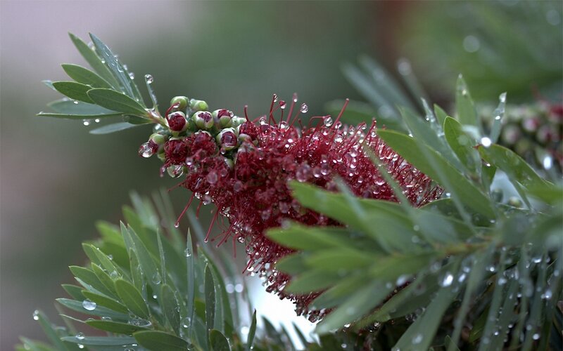Red Bottlebrush Flower — Green, Calm
