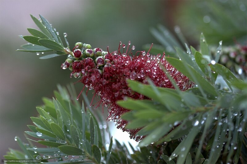 Red Bottlebrush Flower — Green, Serene