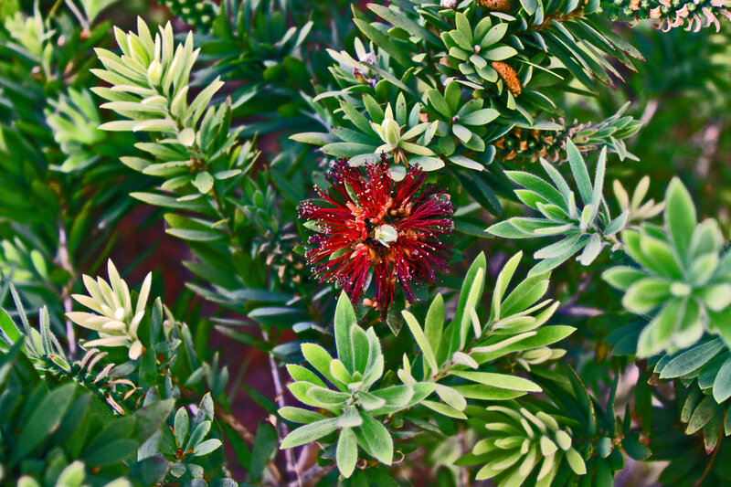 Red Bottlebrush Flower — Green