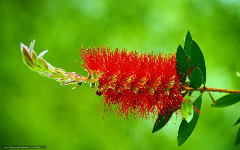 Red Bottlebrush Flower — Natural, Photograph, Leaves