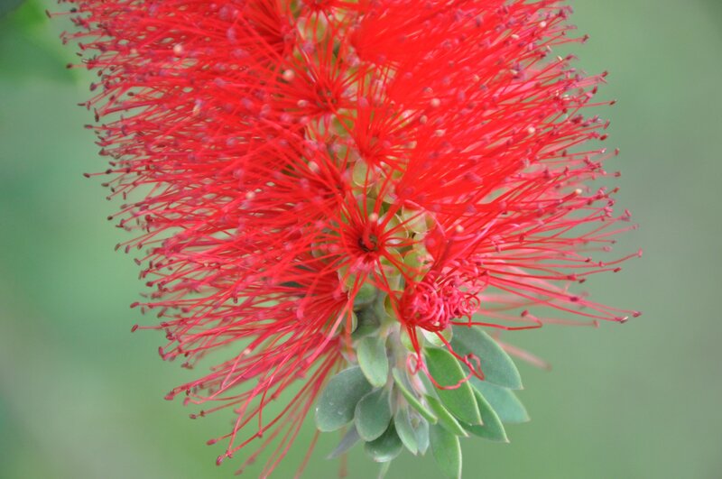 Red Bottlebrush Flower — Natural, Photograph